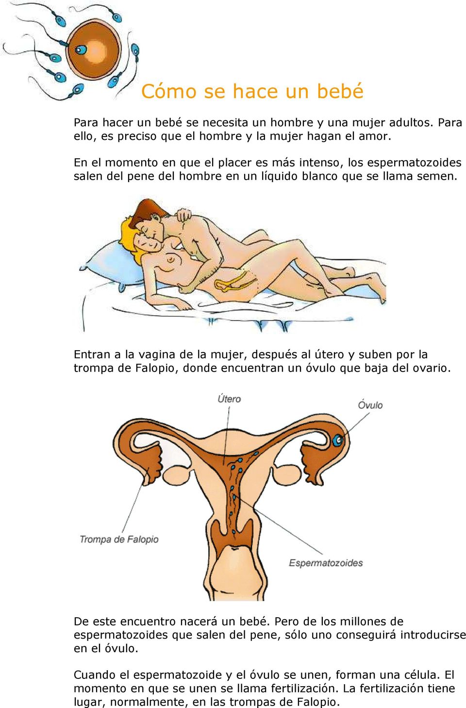 Entran a la vagina de la mujer, después al útero y suben por la trompa de Falopio, donde encuentran un óvulo que baja del ovario. De este encuentro nacerá un bebé.