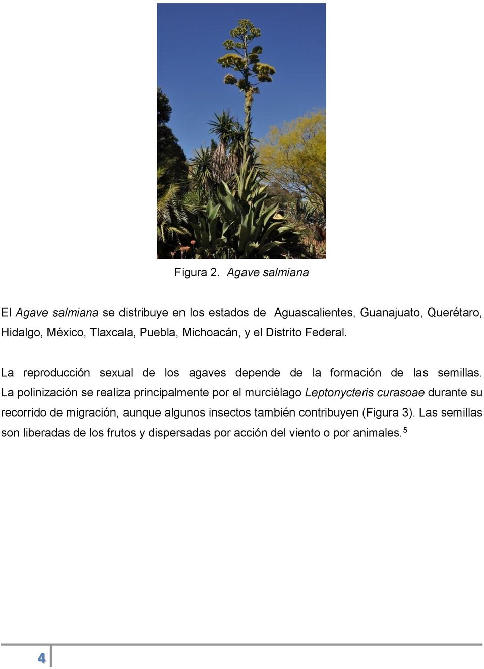 Puebla, Michoacán, y el Distrito Federal. La reproducción sexual de los agaves depende de la formación de las semillas.