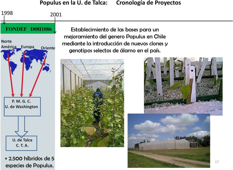 Establecimiento de las bases para un mejoramiento del genero Populus en Chile mediante la
