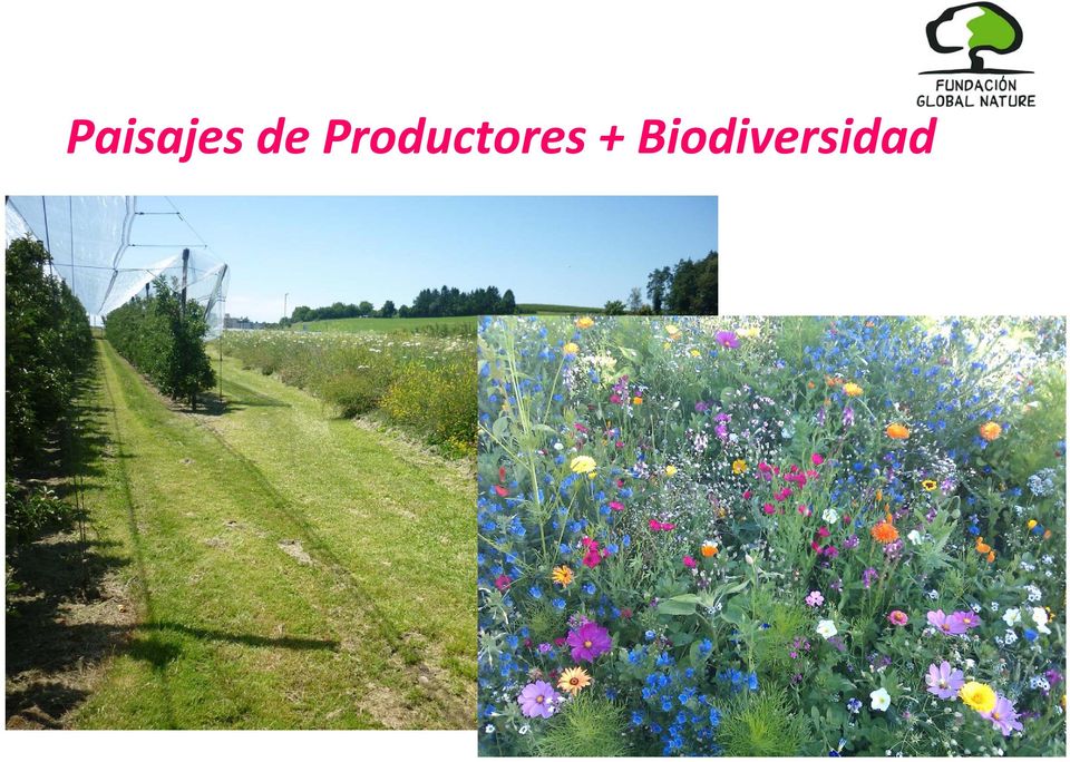 Biodiversidad Colaboración
