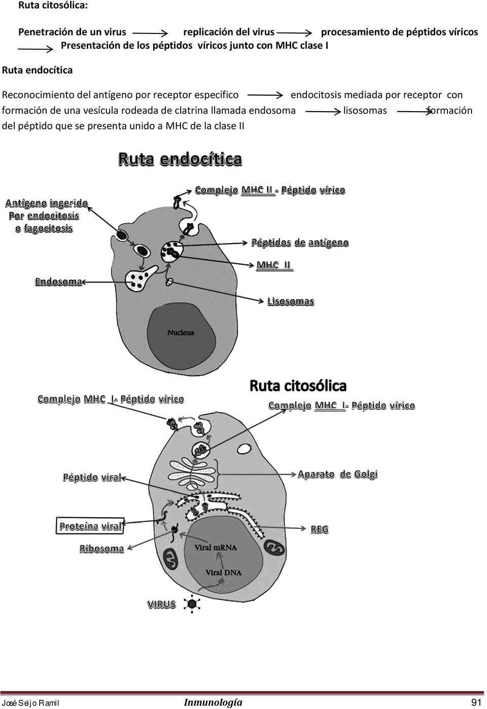 antígeno por receptor específico endocitosis mediada por receptor con formación de una vesícula