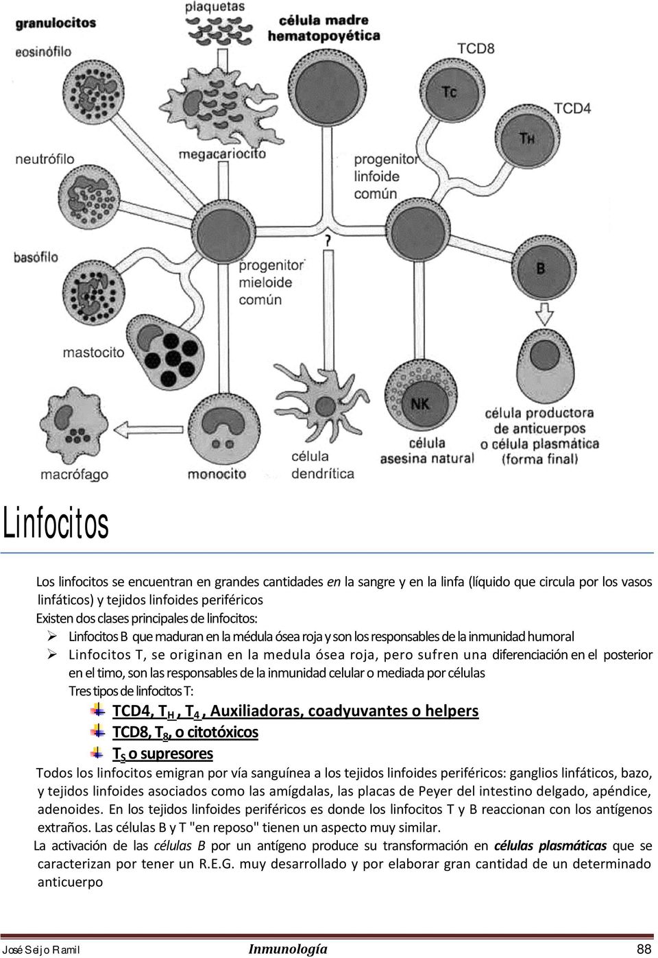 posterior en el timo, son las responsables de la inmunidad celular o mediada por células Tres tipos de linfocitos T: TCD4, TH, T4, Auxiliadoras, coadyuvantes o helpers TCD8, T8, o citotóxicos TS o