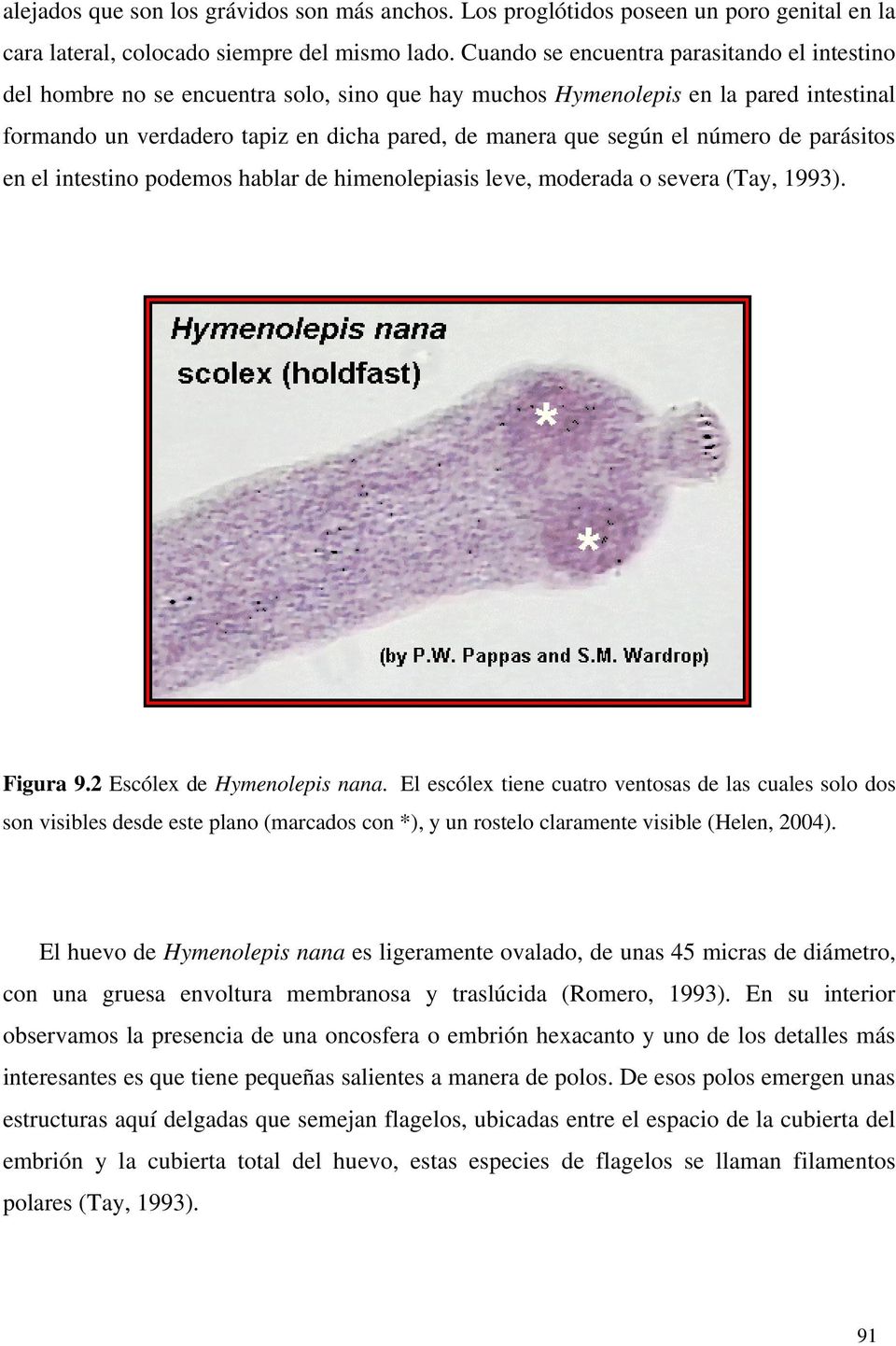 número de parásitos en el intestino podemos hablar de himenolepiasis leve, moderada o severa (Tay, 1993). Figura 9.2 Escólex de Hymenolepis nana.