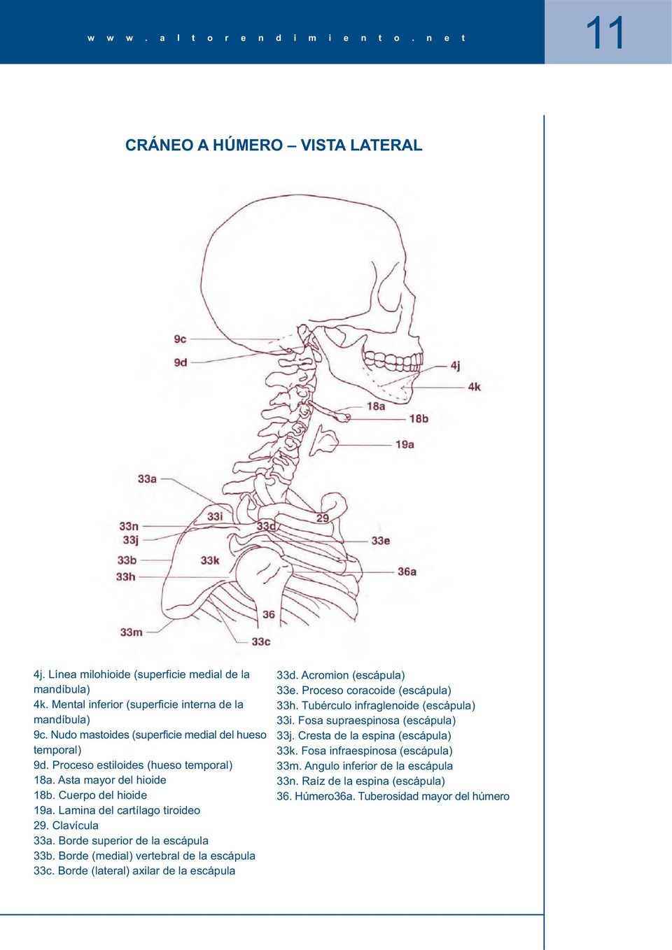 Borde superior de la escápula 33b. Borde (medial) vertebral de la escápula 33c. Borde (lateral) axilar de la escápula 33d. Acromion (escápula) 33e. Proceso coracoide (escápula) 33h.