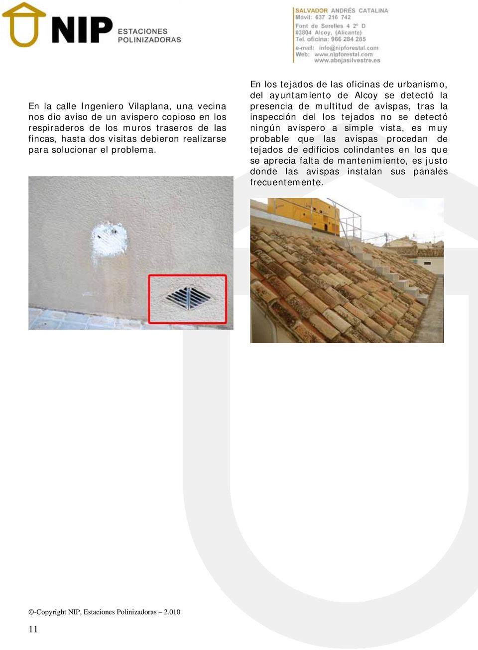En los tejados de las oficinas de urbanismo, del ayuntamiento de Alcoy se detectó la presencia de multitud de avispas, tras la inspección del los tejados no se