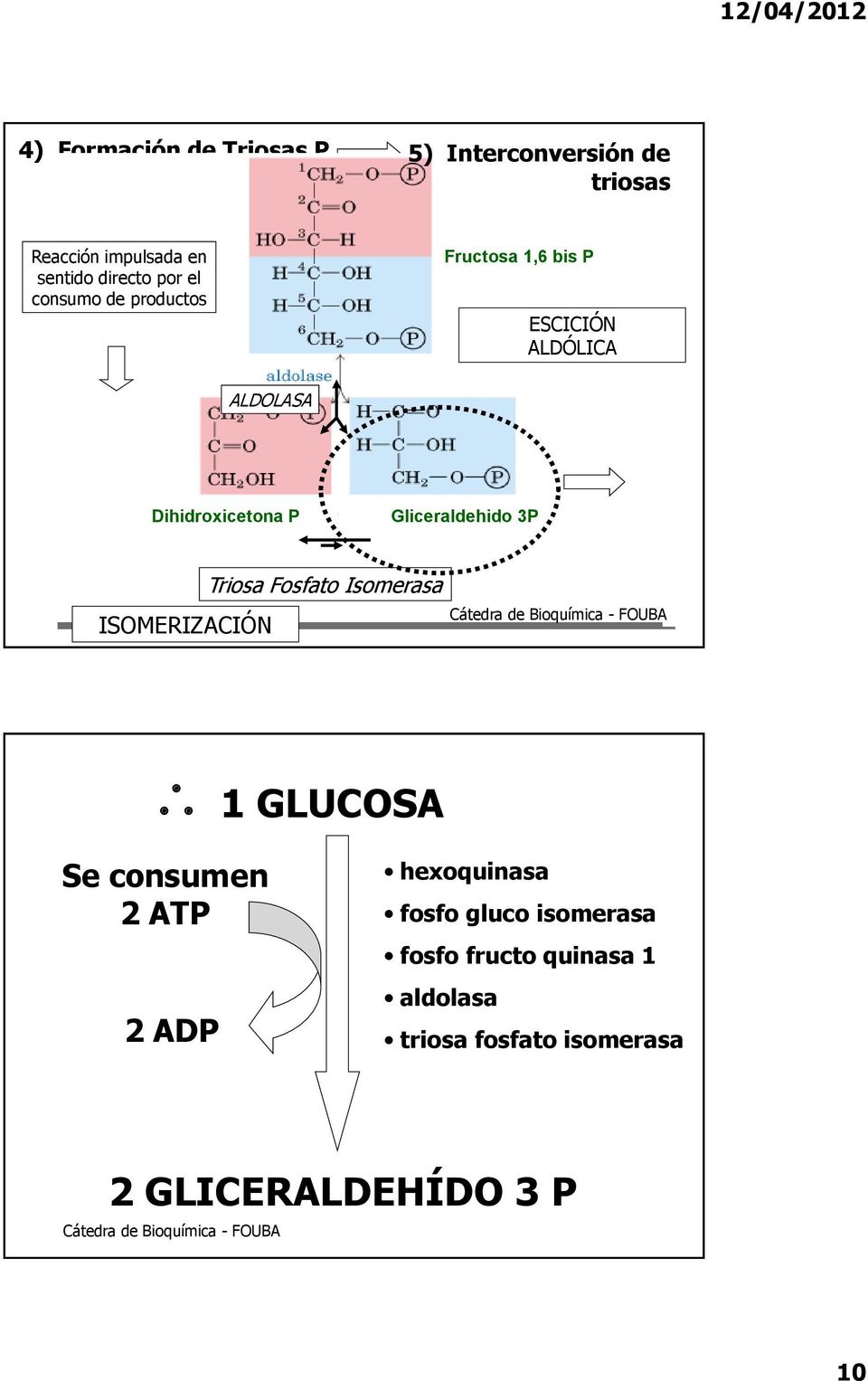 Gliceraldehido 3P ISOMERIZACIÓN Triosa Fosfato Isomerasa 1 GLUCOSA Se consumen 2 ATP 2 ADP