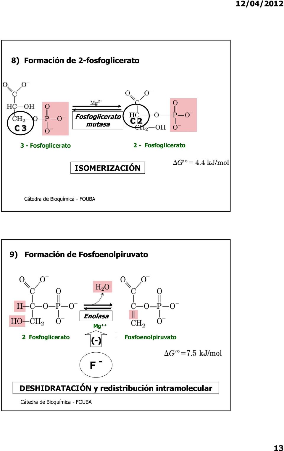 Formación de Fosfoenolpiruvato Enolasa Mg ++ 2 Fosfoglicerato