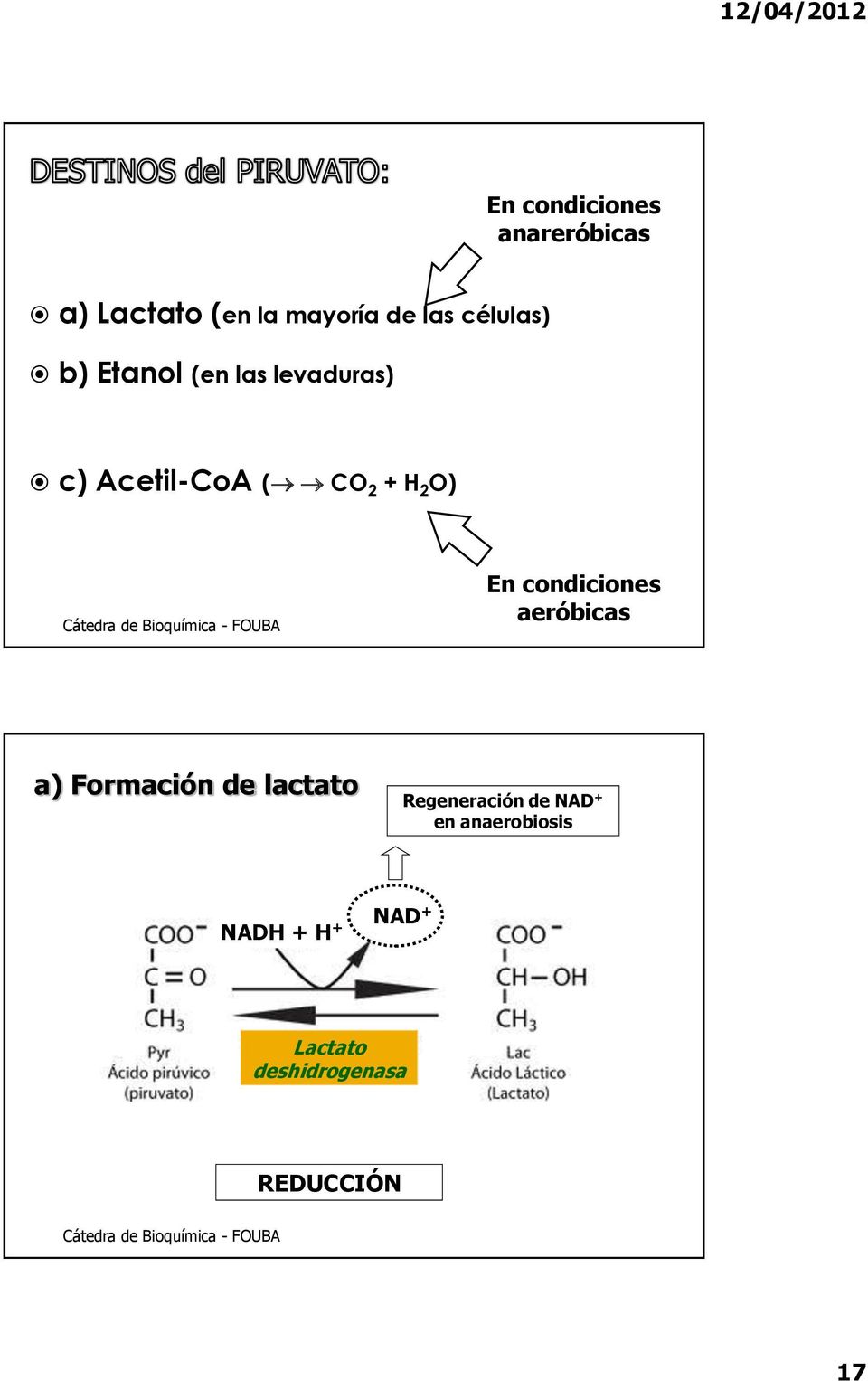 En condiciones aeróbicas a) Formación de lactato Regeneración de NAD