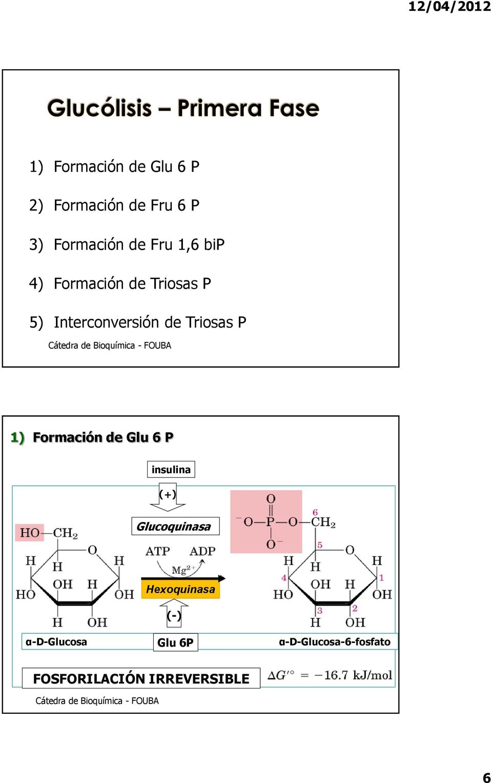 1) Formación de Glu 6 P insulina (+) Glucoquinasa Hexoquinasa (-)