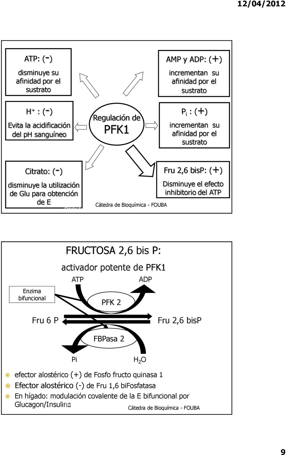 Disminuye el efecto inhibitorio del ATP Enzima bifuncional Fru 6 P FRUCTOSA 2,6 bis P: activador potente de PFK1 ATP ADP PFK 2 Fru 2,6 bisp FBPasa 2 Pi H 2 O