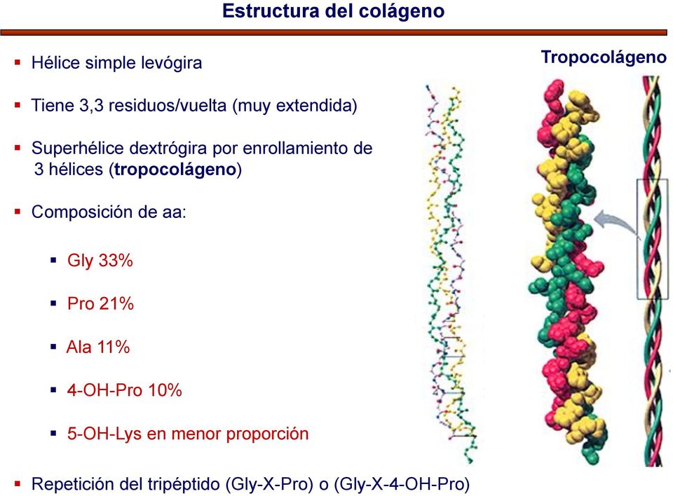 hélices (tropocolágeno) Composición de aa: Gly 33% Pro 21% Ala 11% 4-OH-Pro