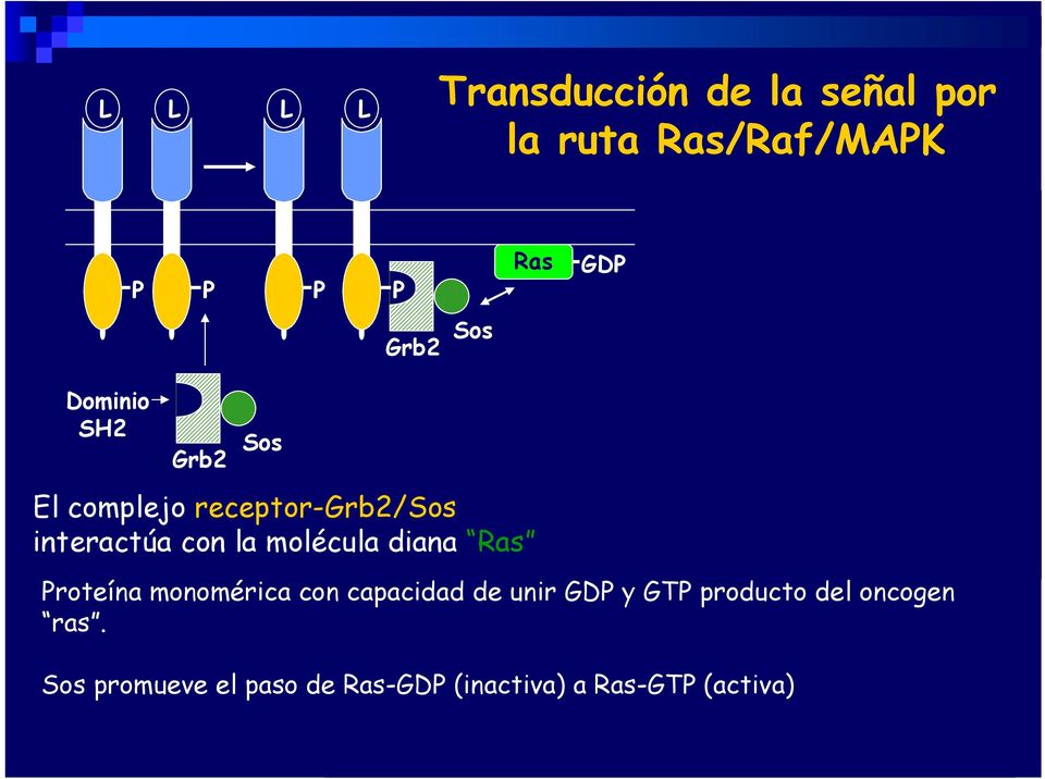 fosforilación Transcripción Quinasa S6 roteína monomérica con capacidad de unir GD y GT producto del oncogen