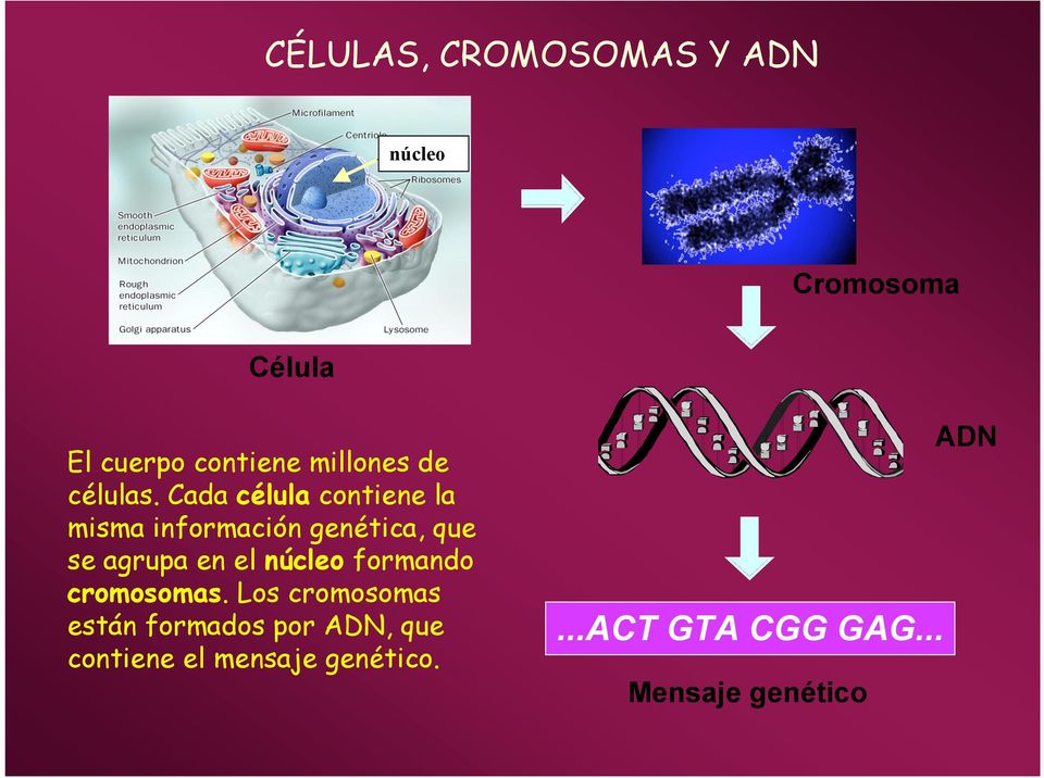 Cada célula contiene la misma información genética, que se agrupa en el