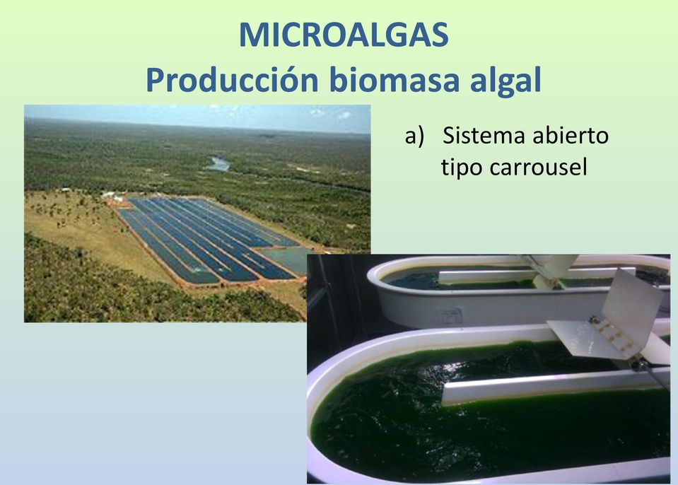 biomasa algal a)