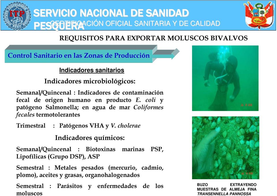 coli y patógeno Salmonella; en agua de mar Coliformes fecales termotolerantes Trimestral : Patógenos VHA y V.