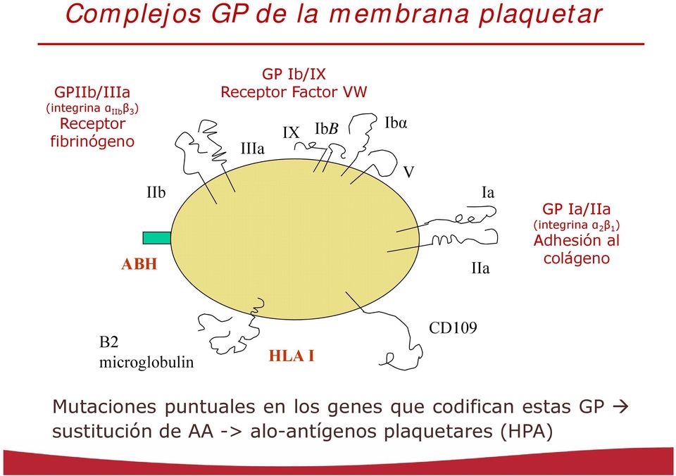 (integrina α 2 β 1 ) Adhesión al colágeno B2 microglobulin HLA I CD109 Mutaciones