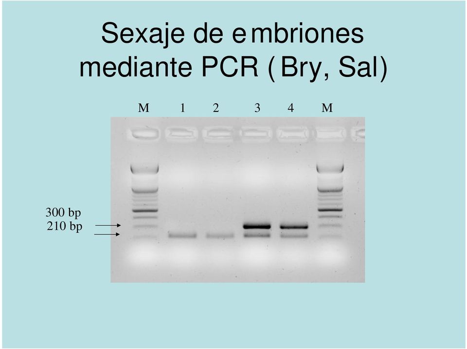 mediante PCR (