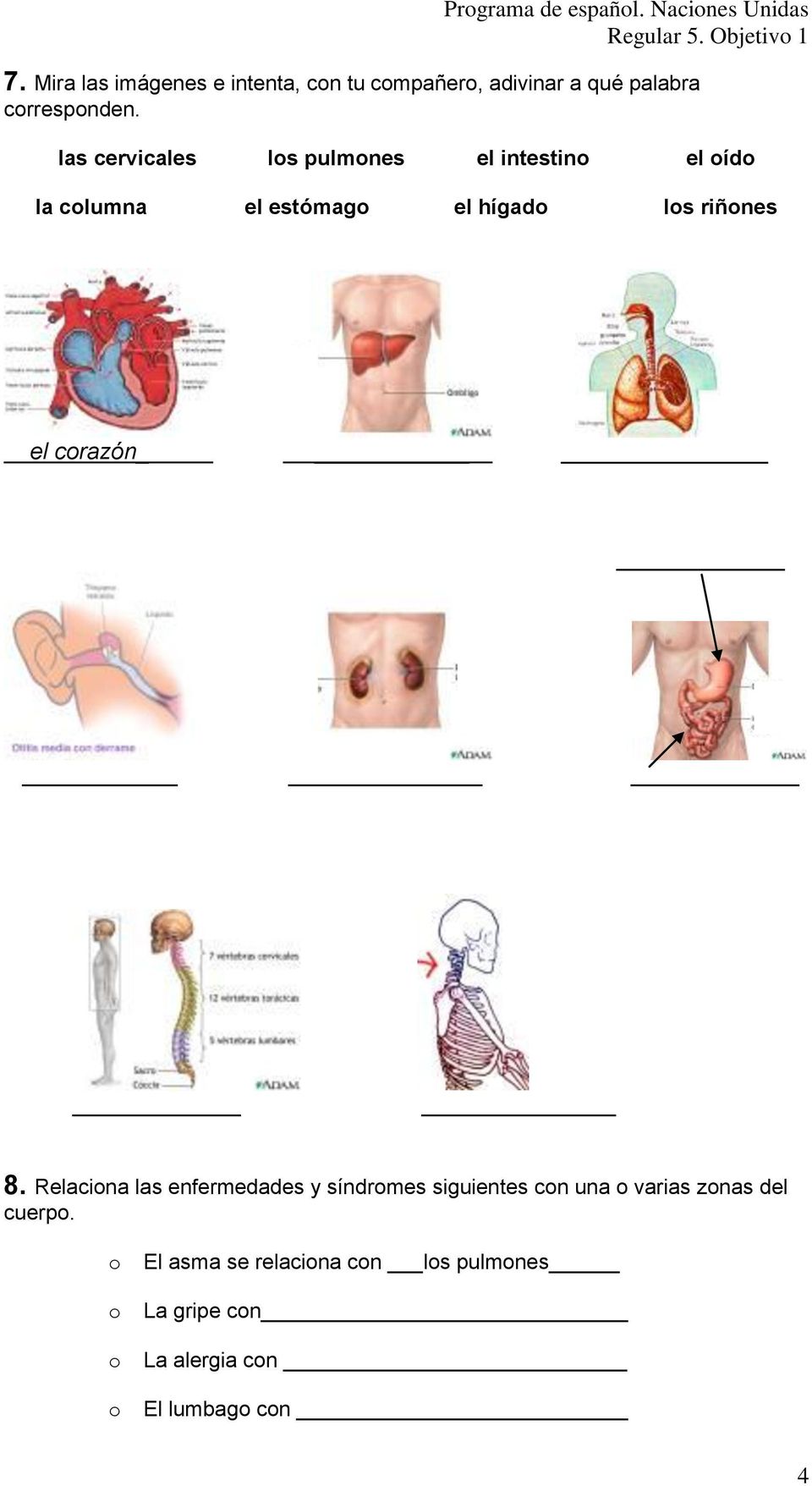 las cervicales ls pulmnes el intestin el íd la clumna el estómag el hígad ls riñnes el crazón 8.