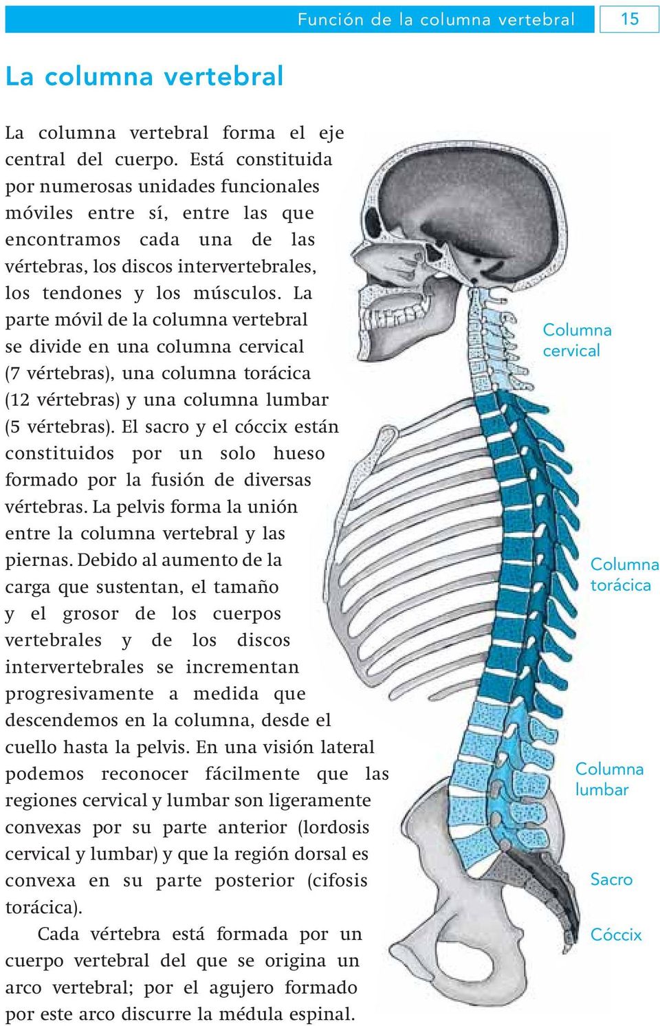 La parte móvil de la columna vertebral se divide en una columna cervical (7 vértebras), una columna torácica (12 vértebras) y una columna lumbar (5 vértebras).