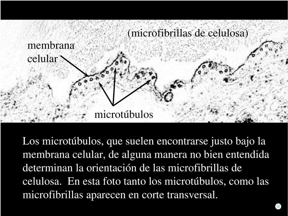 entendida determinan la orientación de las microfibrillas de celulosa.