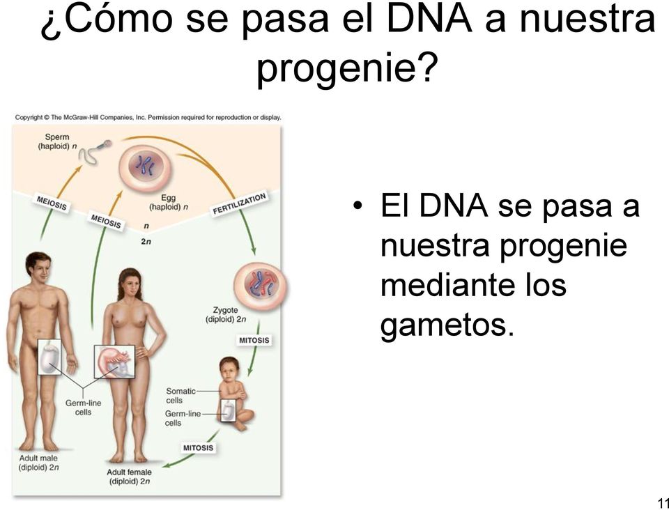 El DNA se pasa a nuestra