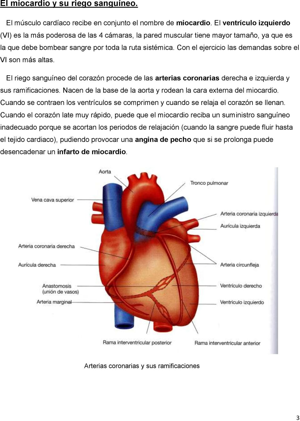 Con el ejercicio las demandas sobre el VI son más altas. El riego sanguíneo del corazón procede de las arterias coronarias derecha e izquierda y sus ramificaciones.