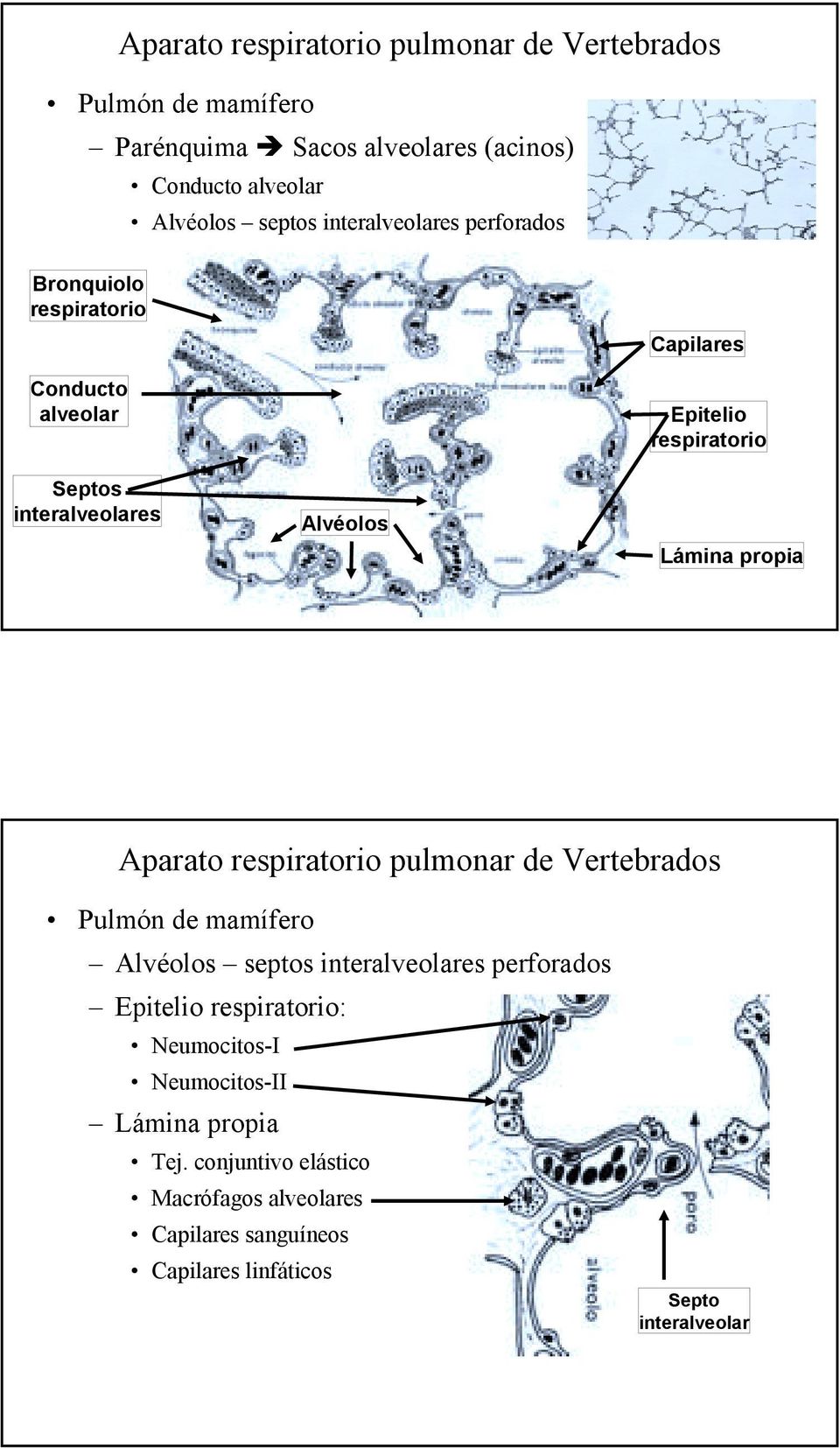 Conducto alveolar Septos interalveolares Alvéolos Capilares Epitelio respiratorio Lámina propia Pulmón de mamífero
