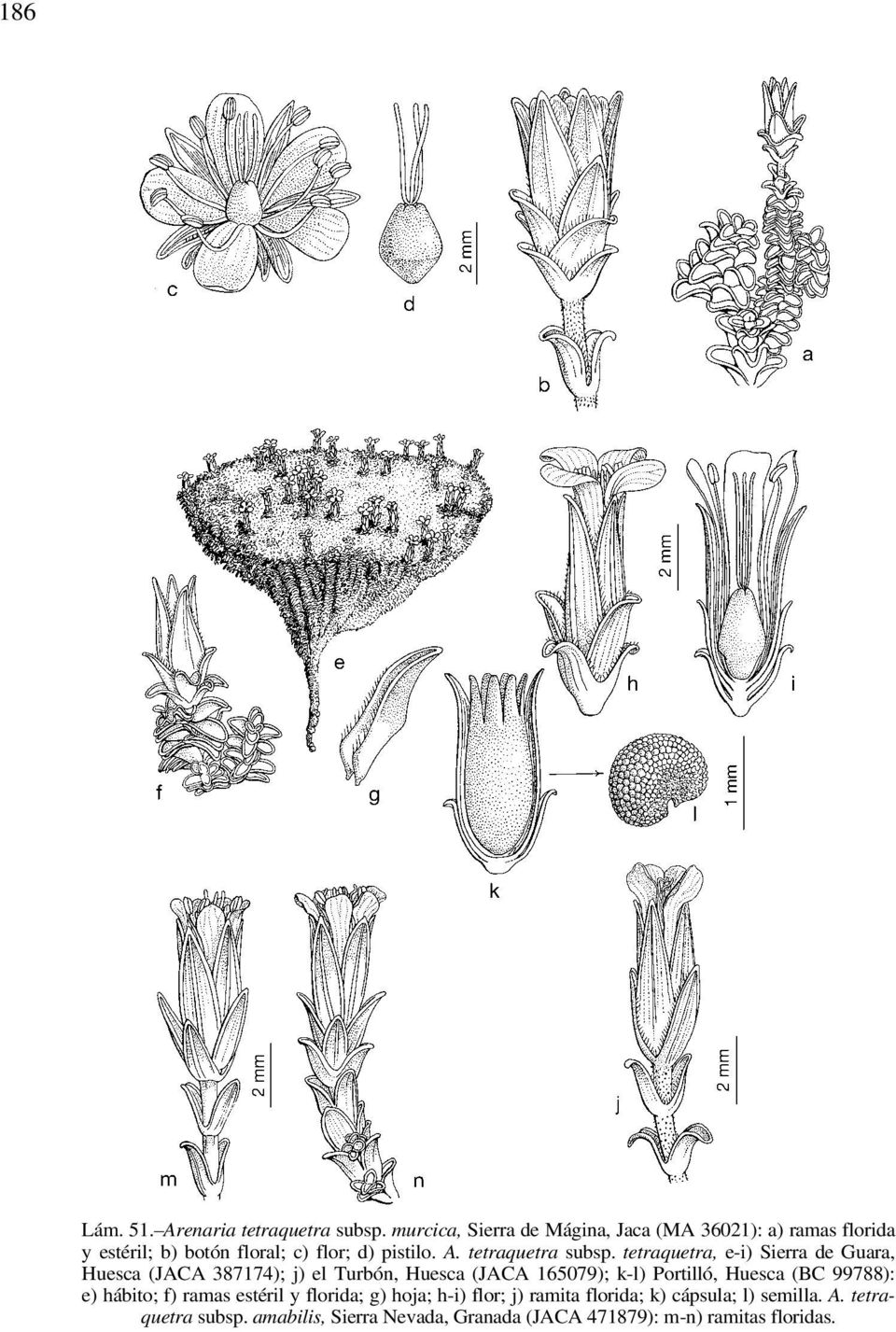 tetraquetra subsp.