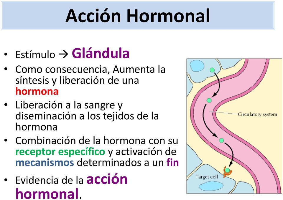 tejidos de la hormona Combinación de la hormona con su receptor específico