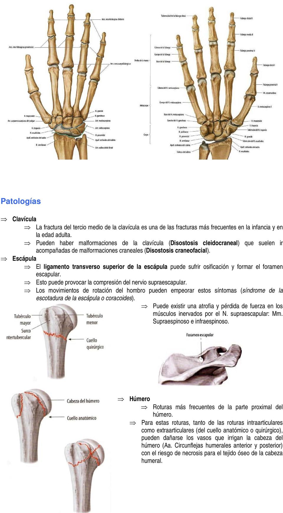 Escápula El ligamento transverso superior de la escápula puede sufrir osificación y formar el foramen escapular. Esto puede provocar la compresión del nervio supraescapular.