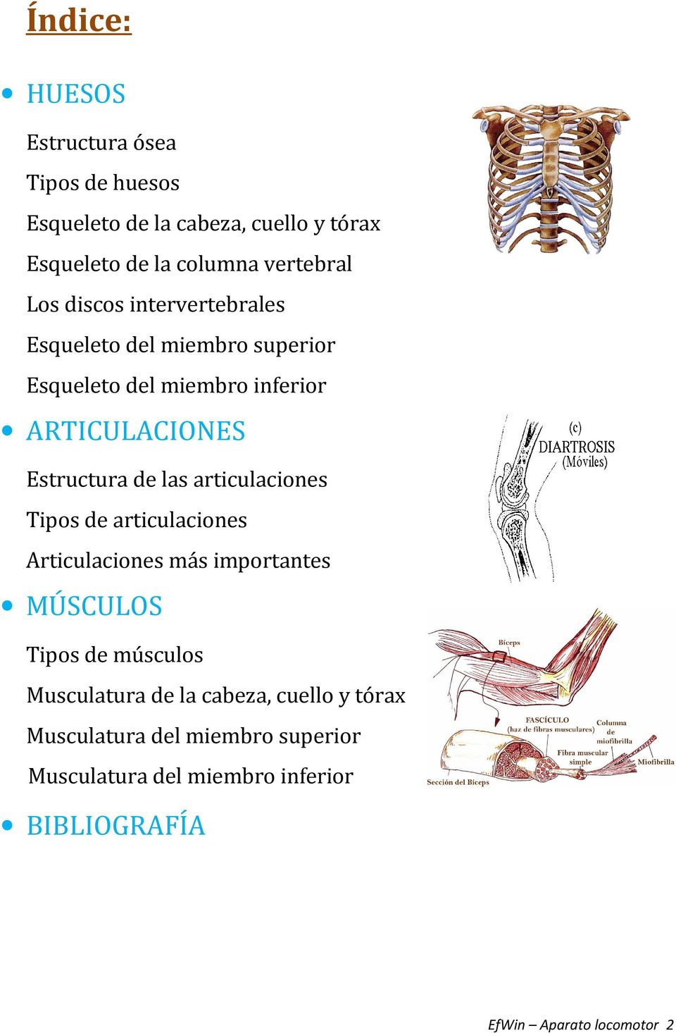 las articulaciones Tipos de articulaciones Articulaciones más importantes MÚSCULOS Tipos de músculos Musculatura de la