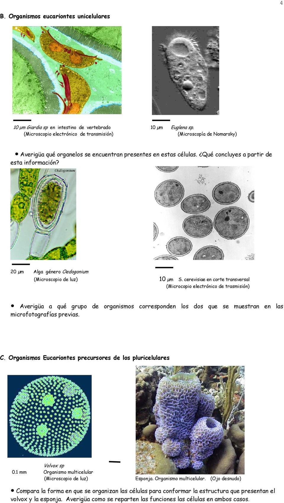 20 µm Alga género Oedogonium 10 µm S.