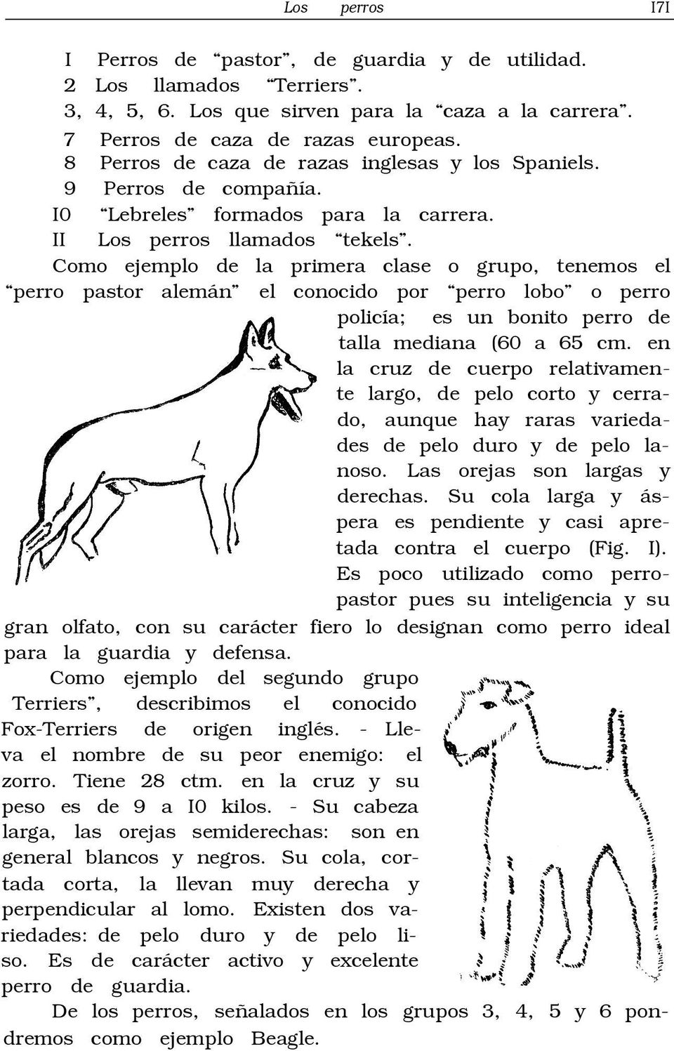 Como ejemplo de la primera clase o grupo, tenemos el perro pastor alemán el conocido por perro lobo o perro policía; es un bonito perro de talla mediana (60 a 65 cm.