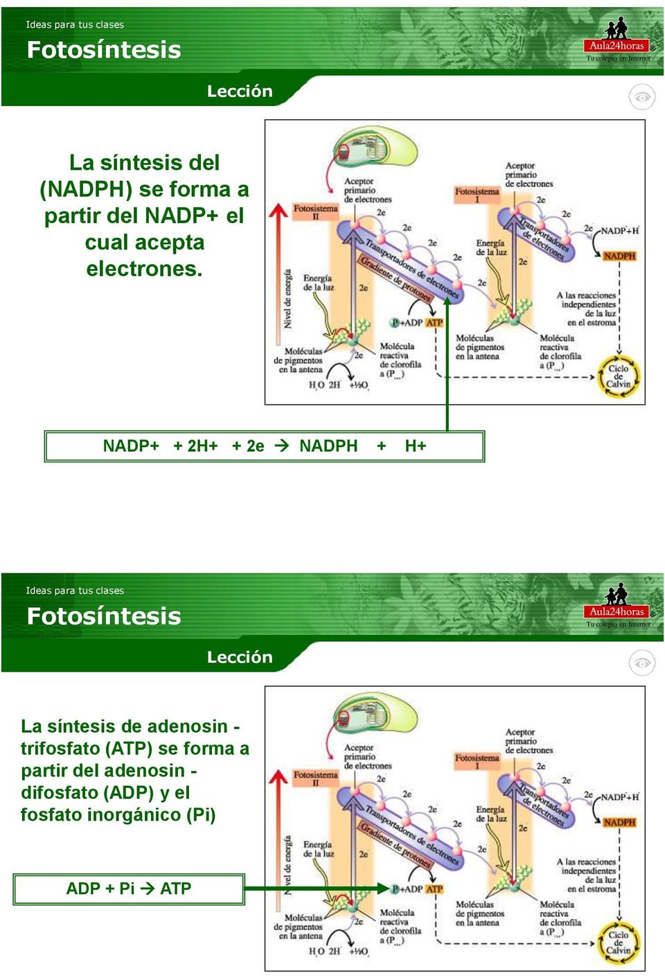 NADP+ + 2H+ + 2e NADPH + H+ La síntesis de adenosin -
