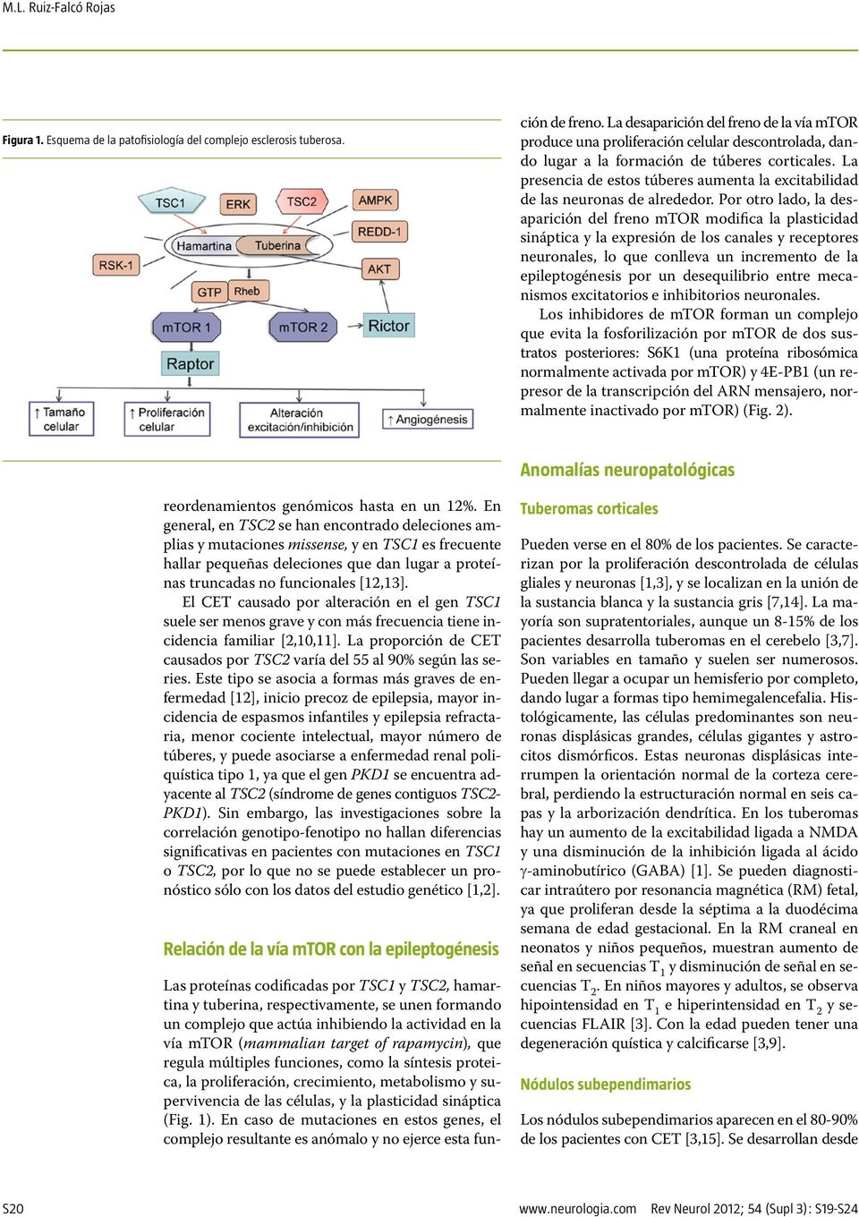 regula múltiples funciones, como la síntesis proteica, la proliferación, crecimiento, metabolismo y supervivencia de las células, y la plasticidad sináptica (Fig. 1).