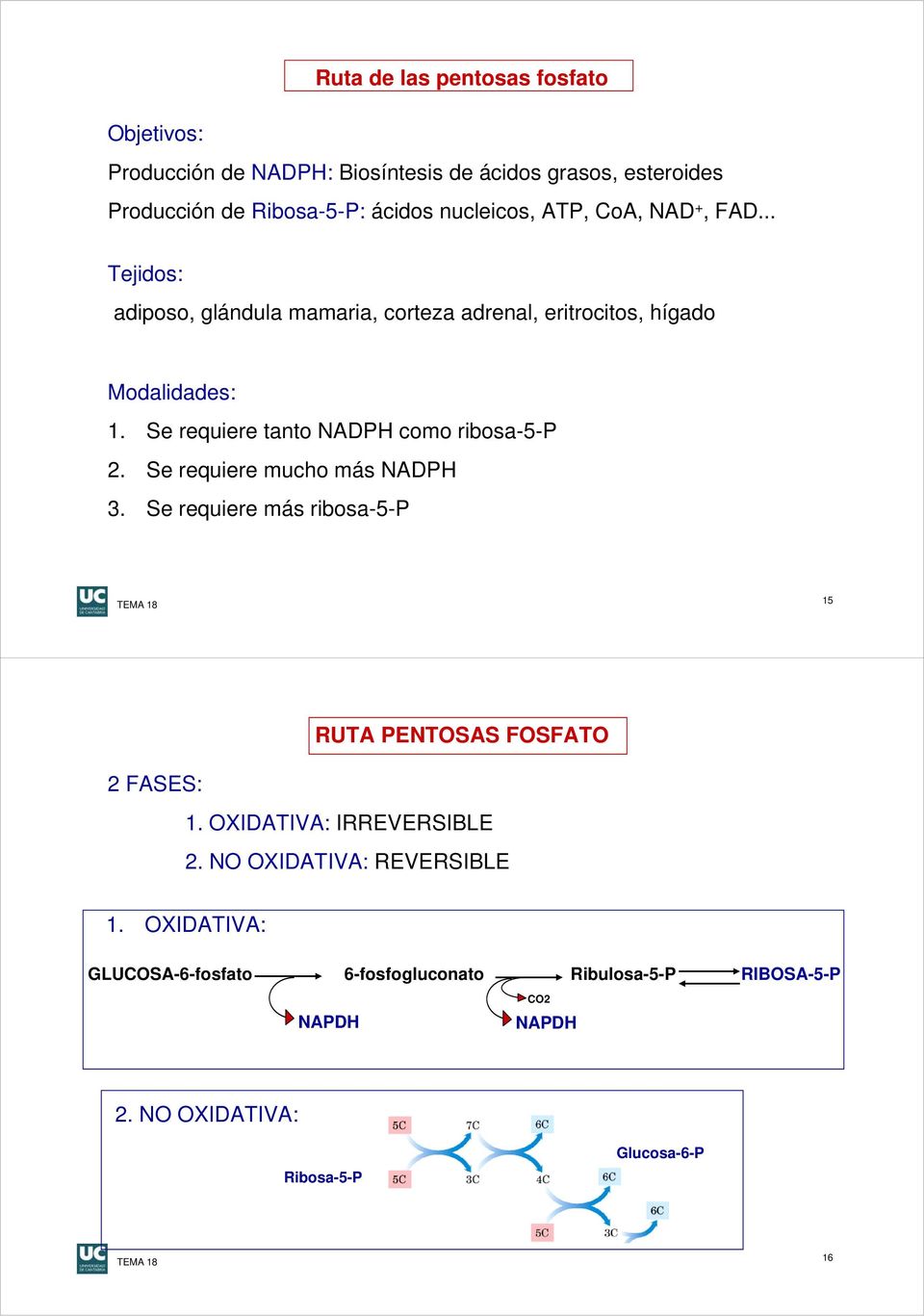 Se requiere tanto NADPH como ribosa-5-p 2. Se requiere mucho más NADPH 3. Se requiere más ribosa-5-p 15 RUTA PENTOSAS FOSFATO 2 FASES: 1.