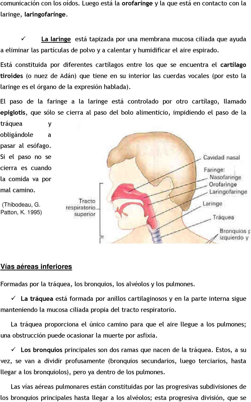 Está constituida por diferentes cartílagos entre los que se encuentra el cartílago tiroides (o nuez de Adán) que tiene en su interior las cuerdas vocales (por esto la laringe es el órgano de la