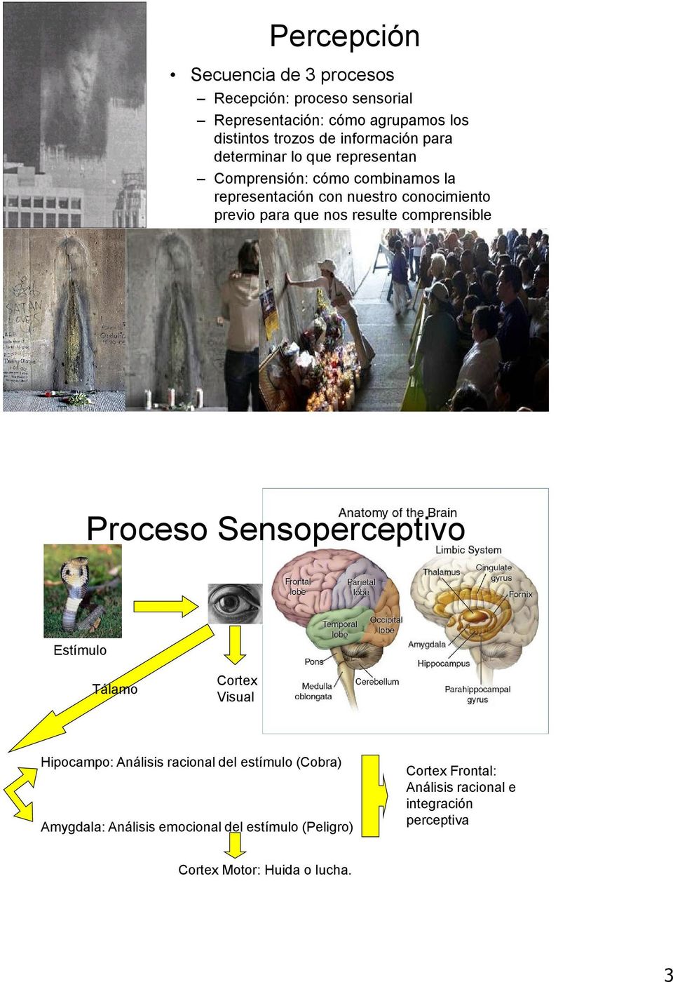 resulte comprensible Proceso Sensoperceptivo Estímulo Tálamo Cortex Visual Hipocampo: Análisis racional del estímulo (Cobra)