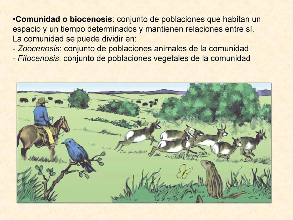 La comunidad se puede dividir en: - Zoocenosis: conjunto de poblaciones