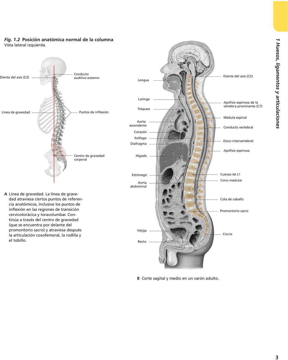 Conducto 1 Huesos, ligamentos y articulaciones Esófago Diafragma Centro de gravedad corporal Hígado Estómago de L1 Aorta abdominal Cono medular A Línea de gravedad.