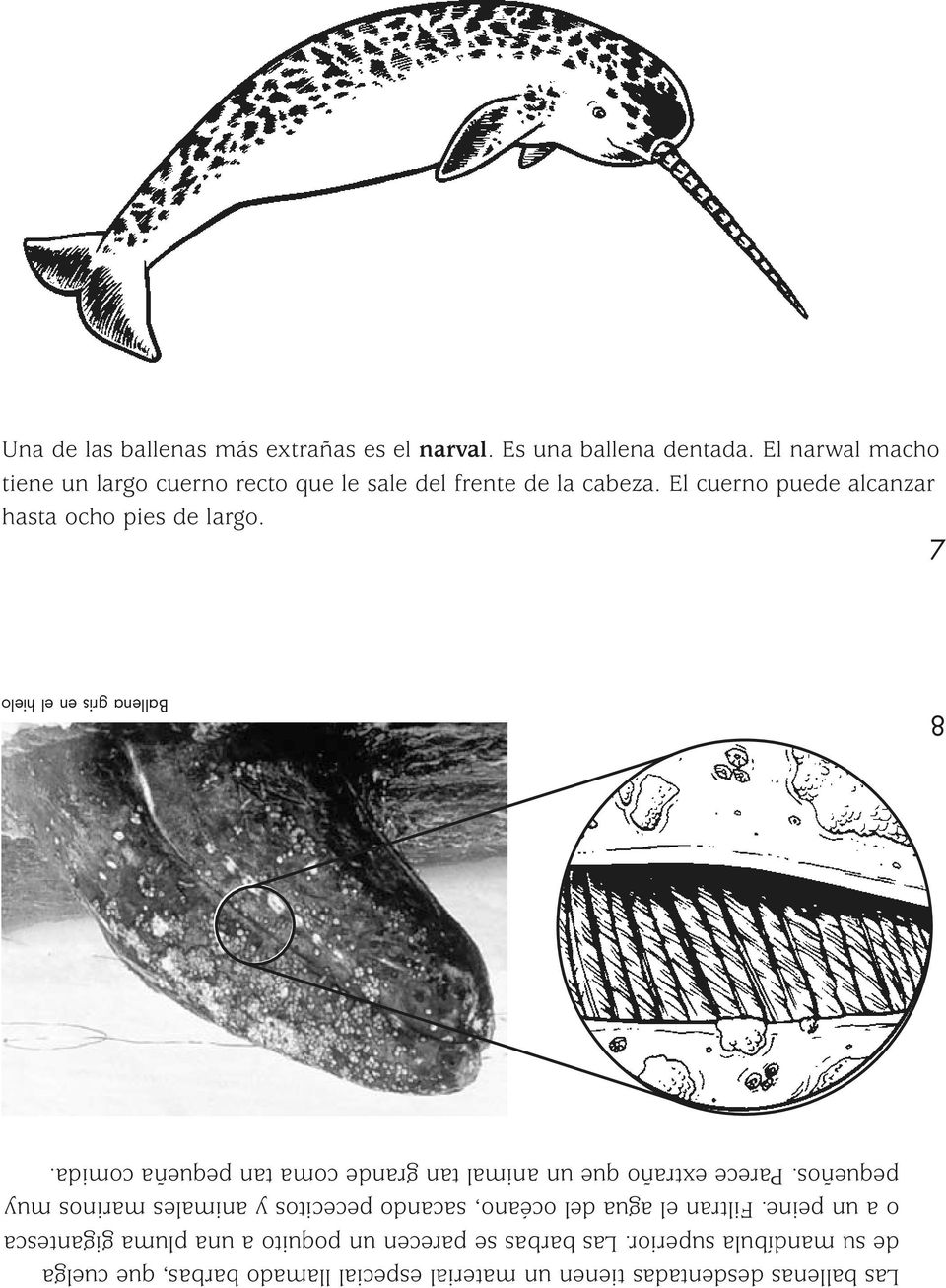 7 Las ballenas desdentadas tienen un material especial llamado barbas, que cuelga de su mandíbula superior.