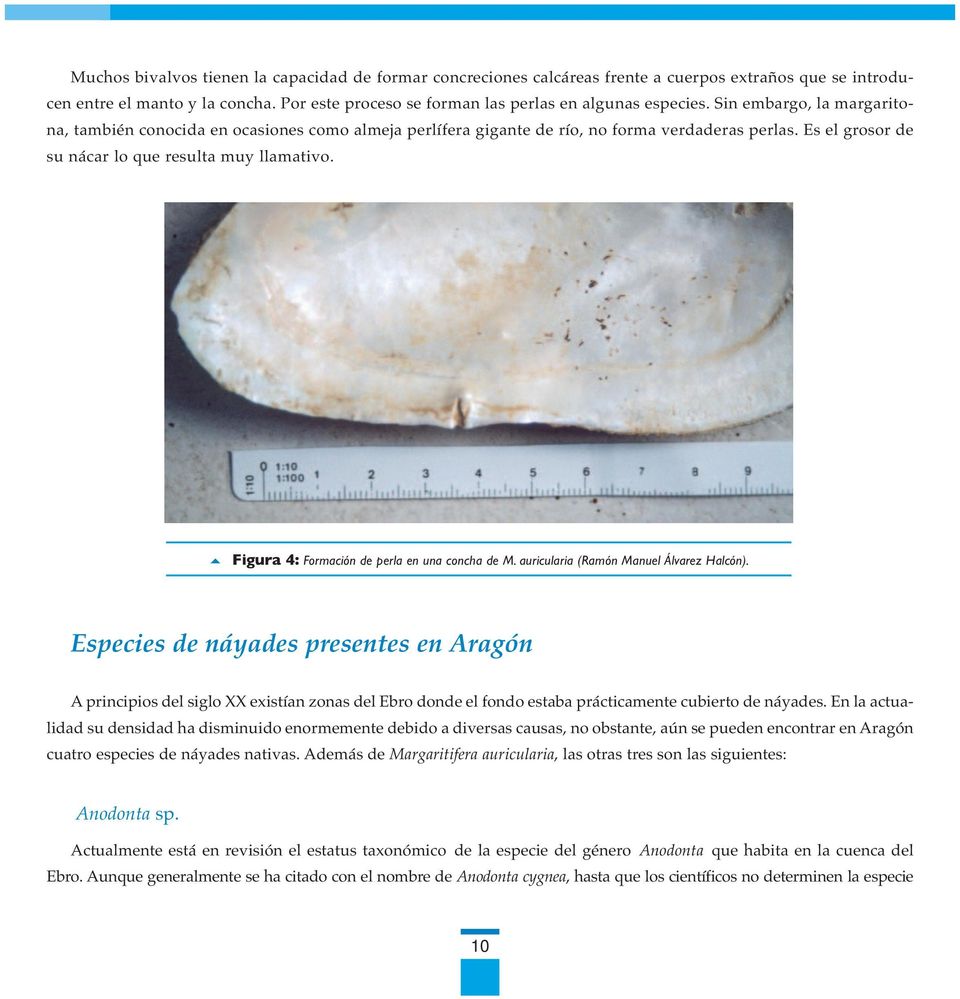 5 Figura 4: Formación de perla en una concha de M. auricularia (Ramón Manuel Álvarez Halcón).