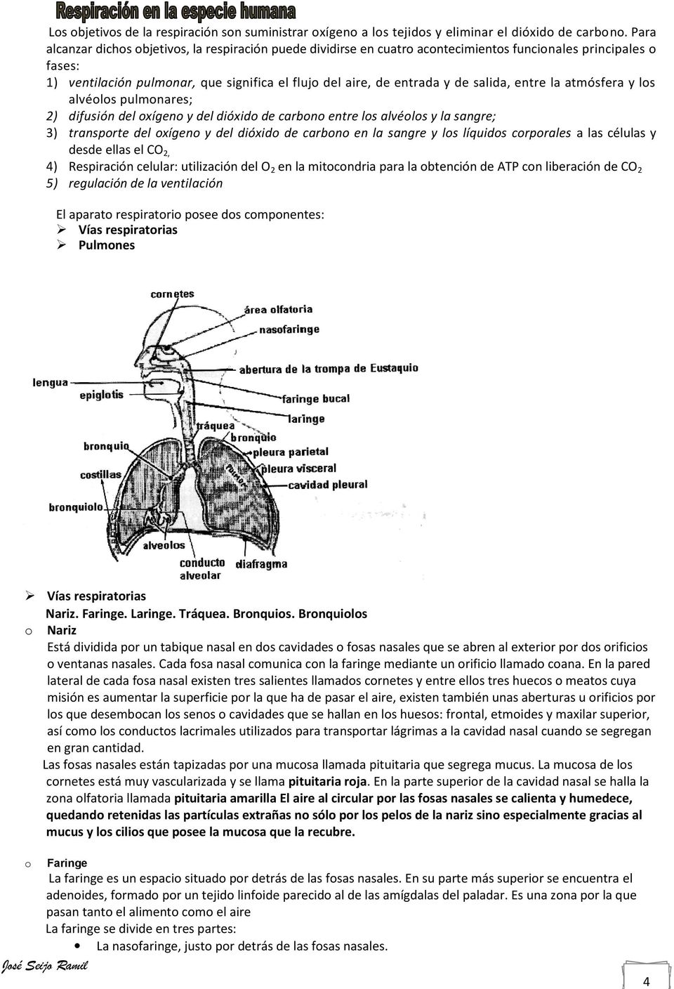 la atmósfera y ls alvéls pulmnares; 2) difusión del xígen y del dióxid de carbn entre ls alvéls y la sangre; 3) transprte del xígen y del dióxid de carbn en la sangre y ls líquids crprales a las