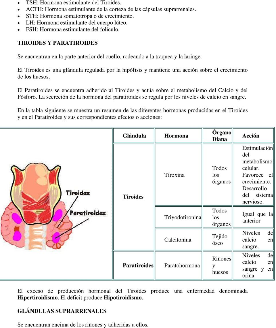 El Tiroides es una glándula regulada por la hipófisis y mantiene una acción sobre el crecimiento de los huesos.