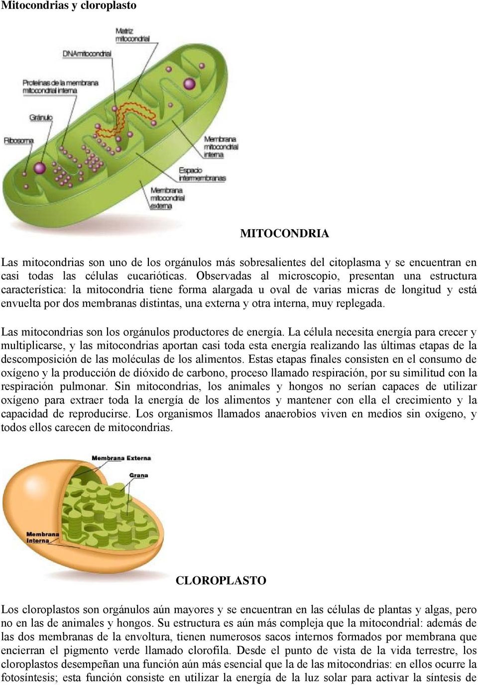 otra interna, muy replegada. Las mitocondrias son los orgánulos productores de energía.