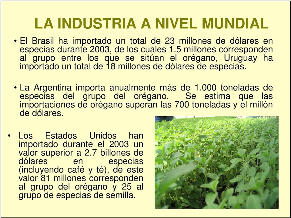 La Argentina importa anualmente más de 1.000 toneladas de especias del grupo del orégano.