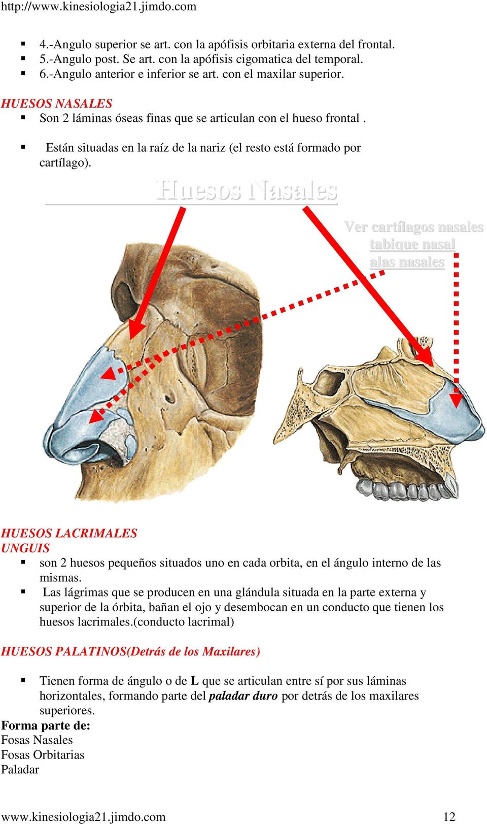 Huesos Nasales Ver cartílagos nasales tabique nasal alas nasales HUESOS LACRIMALES UNGUIS son 2 huesos pequeños situados uno en cada orbita, en el ángulo interno de las mismas.