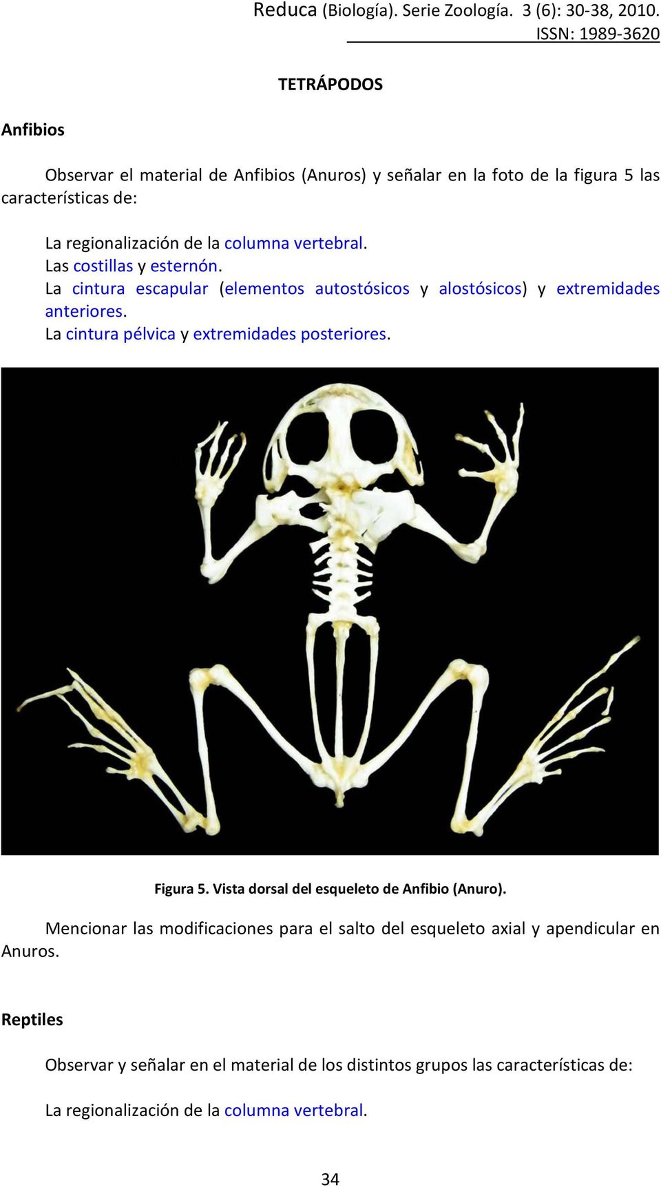 Figura 5. Vista dorsal del esqueleto de Anfibio (Anuro).