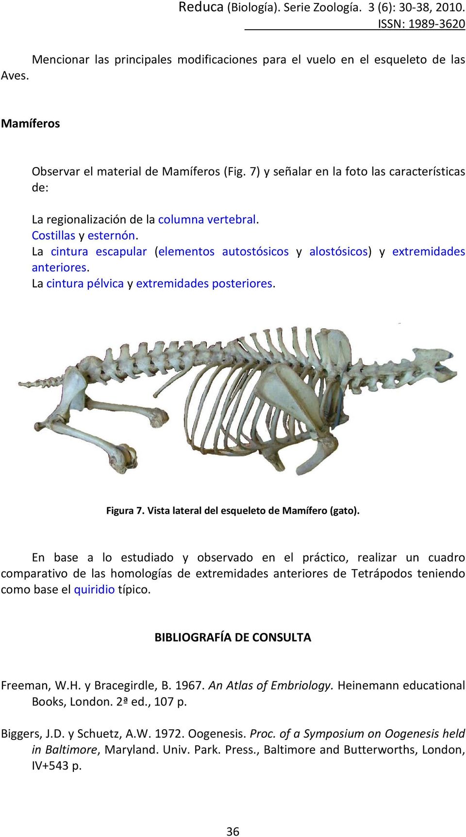 Vista lateral del esqueleto de Mamífero (gato).