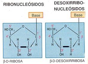 Los nucleósidos del ARN se nombran con el sufijo OSINA añadido a la base púrica e IDINA si es pirimidínica. En el los del ADN se añade el prefijo desoxi.